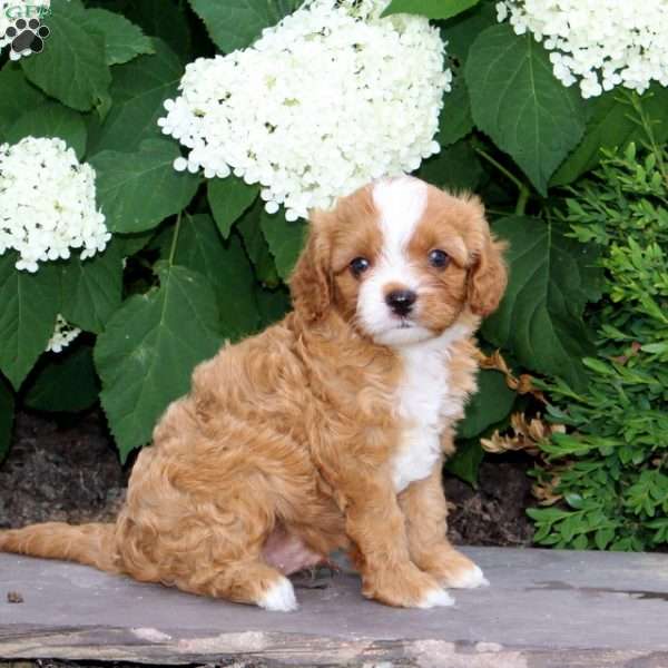 Snickers, Cavapoo Puppy